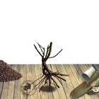 Rosier arbustif lancôme® 'delboip' - racines nues