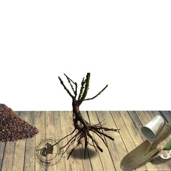 Rosier arbustif alfred sisley® 'delstrijor' - racines nues