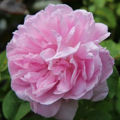 Rosier arbustif l´autre rose® 'delviro' - racines nues