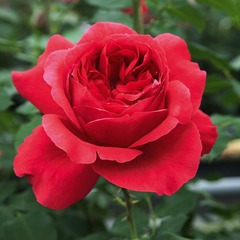 Rosier arbustif ruban rouge® 'meiprehmyr' - racines nues