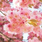 Cerisier du japon new red/prunus serrulata new red[-]pot de 10l - gobelet 2 ans