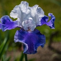 Iris des jardins arpège - lot de 5 godets