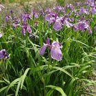 Iris japonais météor - godet