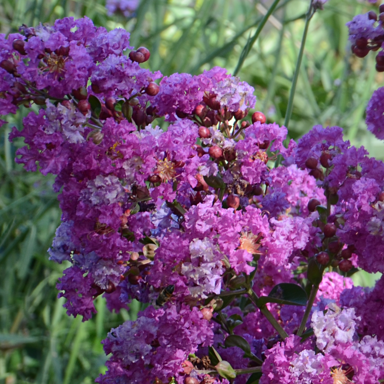 Lilas des indes indica violet d'été® 'indyvio' - pot de 7,5l - tigette