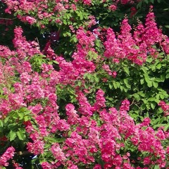 Lilas des indes indica rose fuchsia - pot de 10 l - 1/2 tige