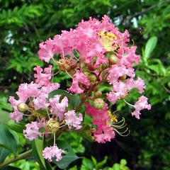 Lilas des indes indica rose thé - pot de 10 l - 1/2 tige