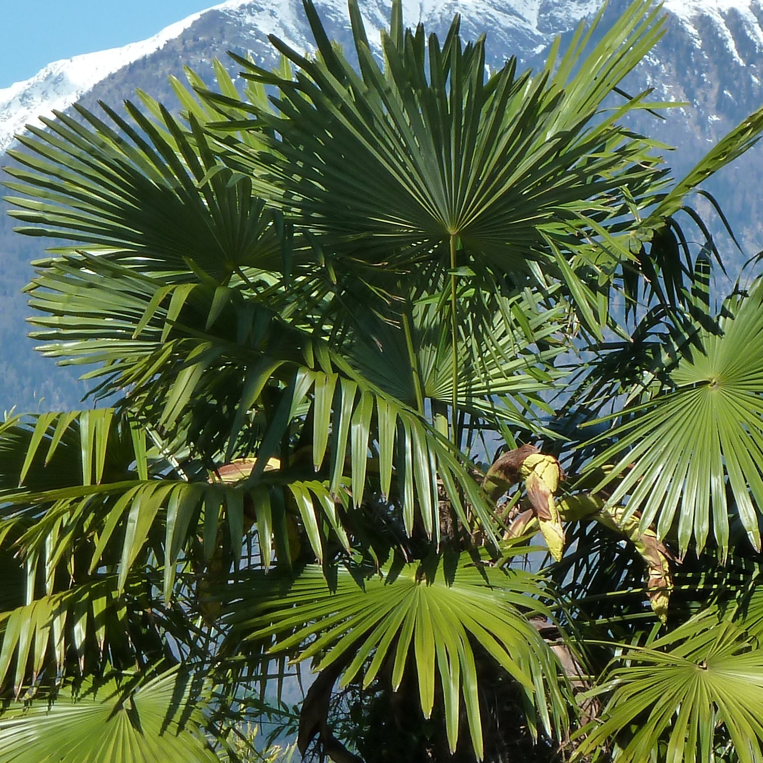 Palmier de chine fortunei - pot de 45 l - tronc de 80 cm