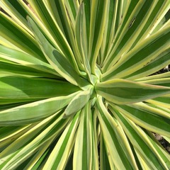 Yucca filamenteux bright edge - pot de 12l