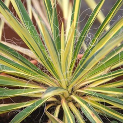 Yucca pleureur recurvifolia golden sword - pot de 15l