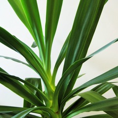 Yucca filamenteux - pot de 7,5l - 60/80 cm