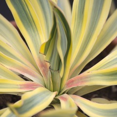 Yucca superbe gloriosa bright star - pot de 8l - touffe