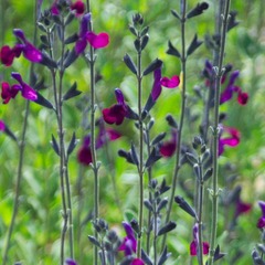 Sauge x jamensis violette de loire® 'barsal' - godet - 5/20 cm
