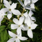 Jasmin blanc officinale - pot de 2l - tuteut bambou 90 cm