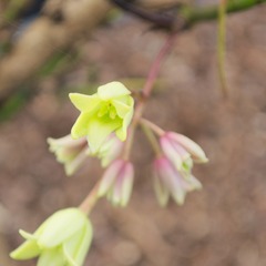 Holboellia latifolia - godet - 5/10 cm