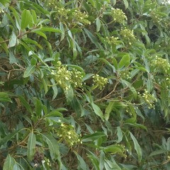Hortensia serratifolia - godet - 5/10 cm