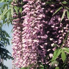 Glycine du japon floribunda royal purple - godet - 5/10 cm