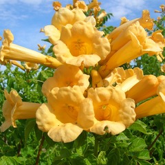 Bignone radicans yellow trumpet - pot de 6l - tipi bambou 90/150 cm
