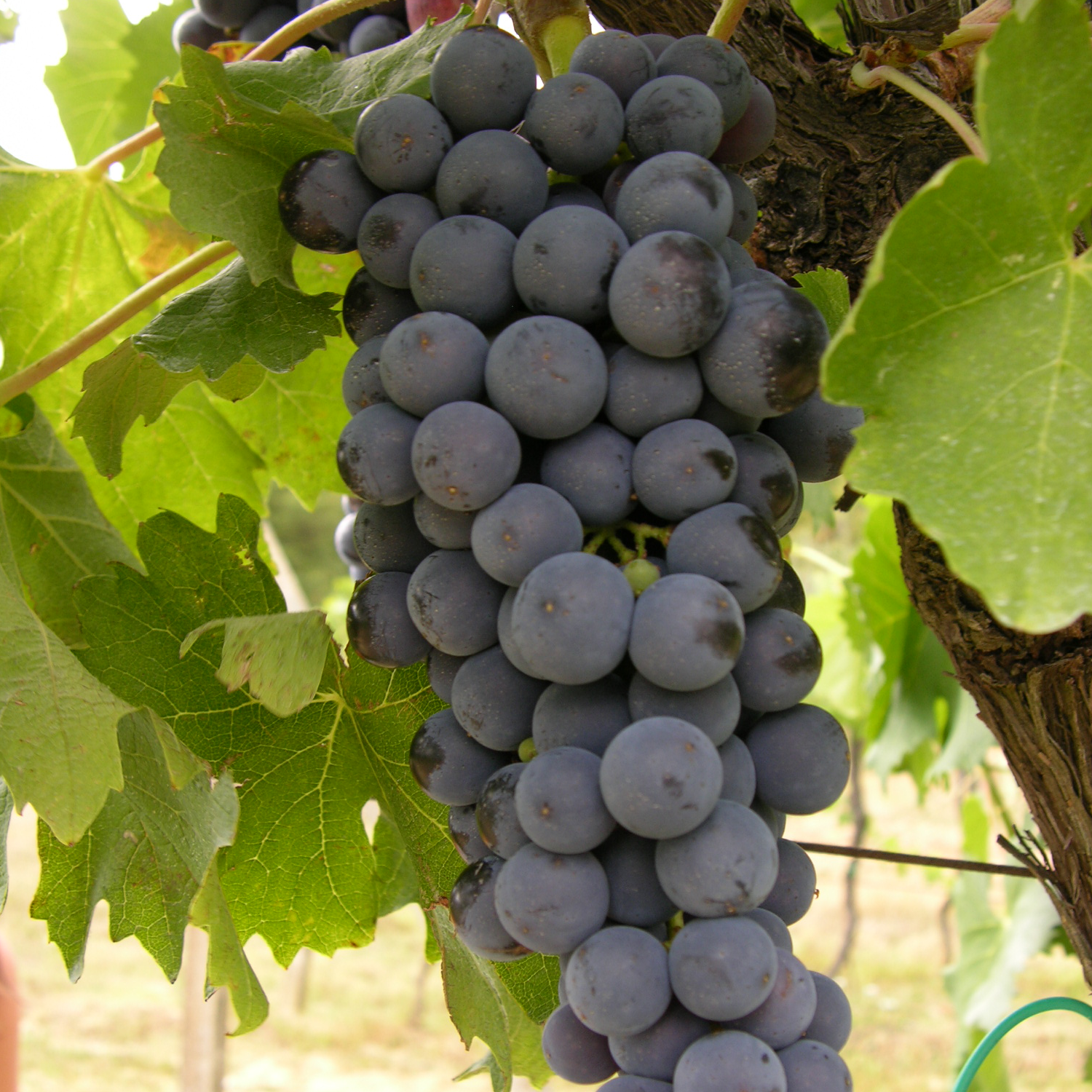 Vigne vinifera cardinal - pot de 3l - 60/120 cm