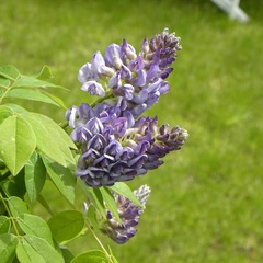 Glycine d'amérique frutescens longwood purple - godet - 5/10 cm