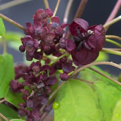 Akebie pentaphylla - godet - 5/10 cm