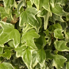 Lierre à patte d'oie helix sagittifolia variegata