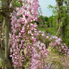 Glycine du japon floribunda pink ice - pot de 3l - echelle bambou 60/120 cm