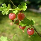 Groseillier à maquereaux uva-crispa freedonia - pot de 1l - 10/60 cm