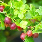 Groseillier à maquereaux uva-crispa worcesterberry - pot de 1l - 10/60 cm
