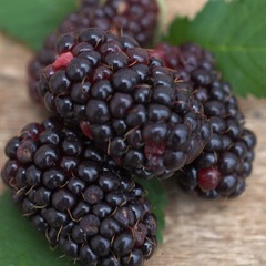 Mûre fruticosus black butte - godet - 5/10 cm