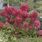 Hortensia paniculata diamant rouge® 'rendia' - pot de 7,5l - 60/80 cm