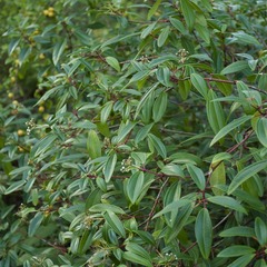 Viorne de david davidii angustifolia - pot de 3l - 40/60 cm