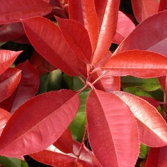 Photinia x fraseri carré rouge - godet - 5/10 cm