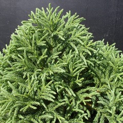 Cèdre du japon japonica globosa nana - pot de 5l - 40/60 cm