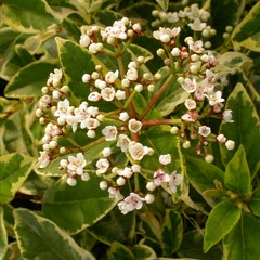 Viorne tin tinus variegata - godet - 5/20 cm