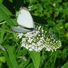 Arbre aux papillons x white chip - pot de 7,5l - 40/60 cm