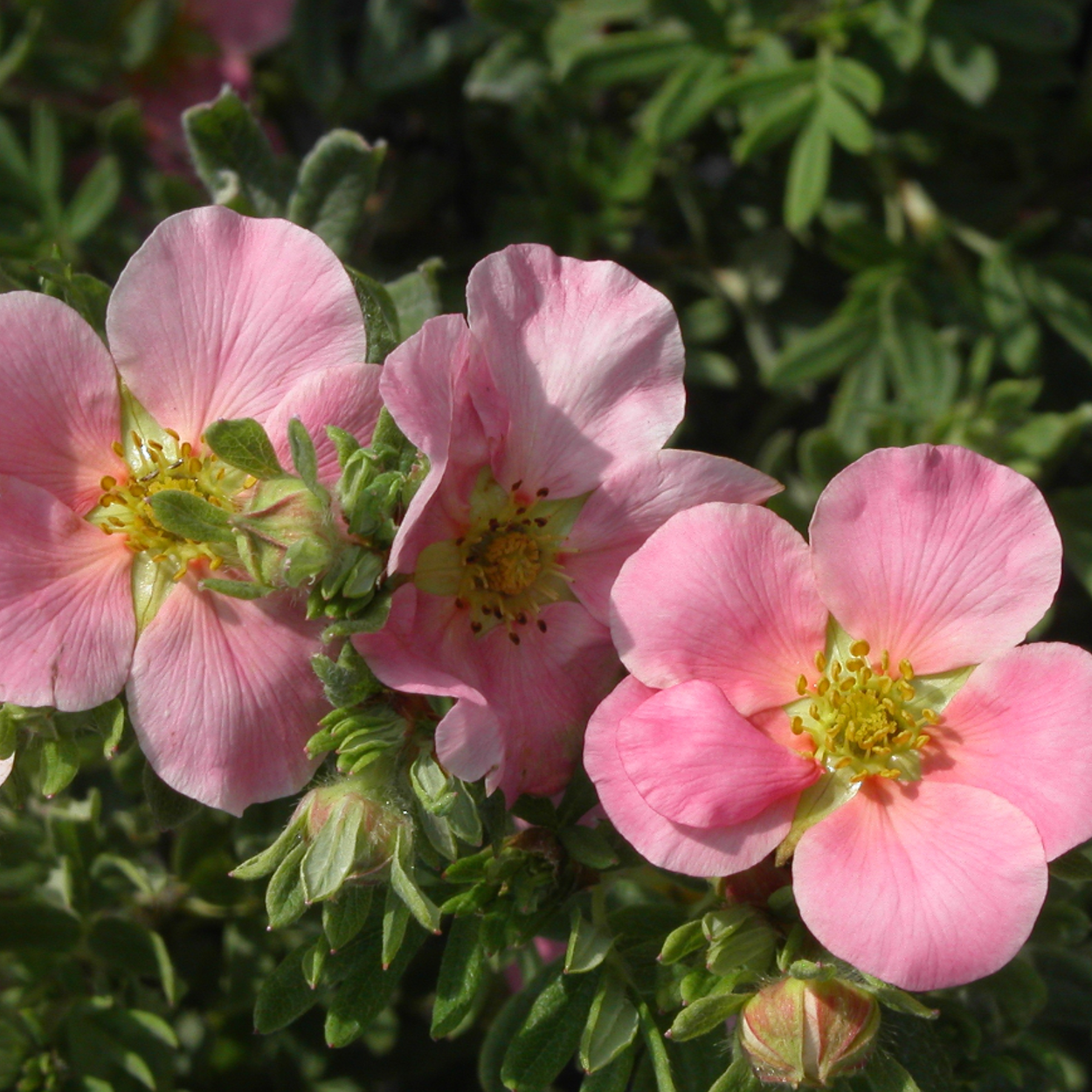 Potentille fruticosa lovely pink ® 'pink beauty' - pot de 3l - 40/60 cm