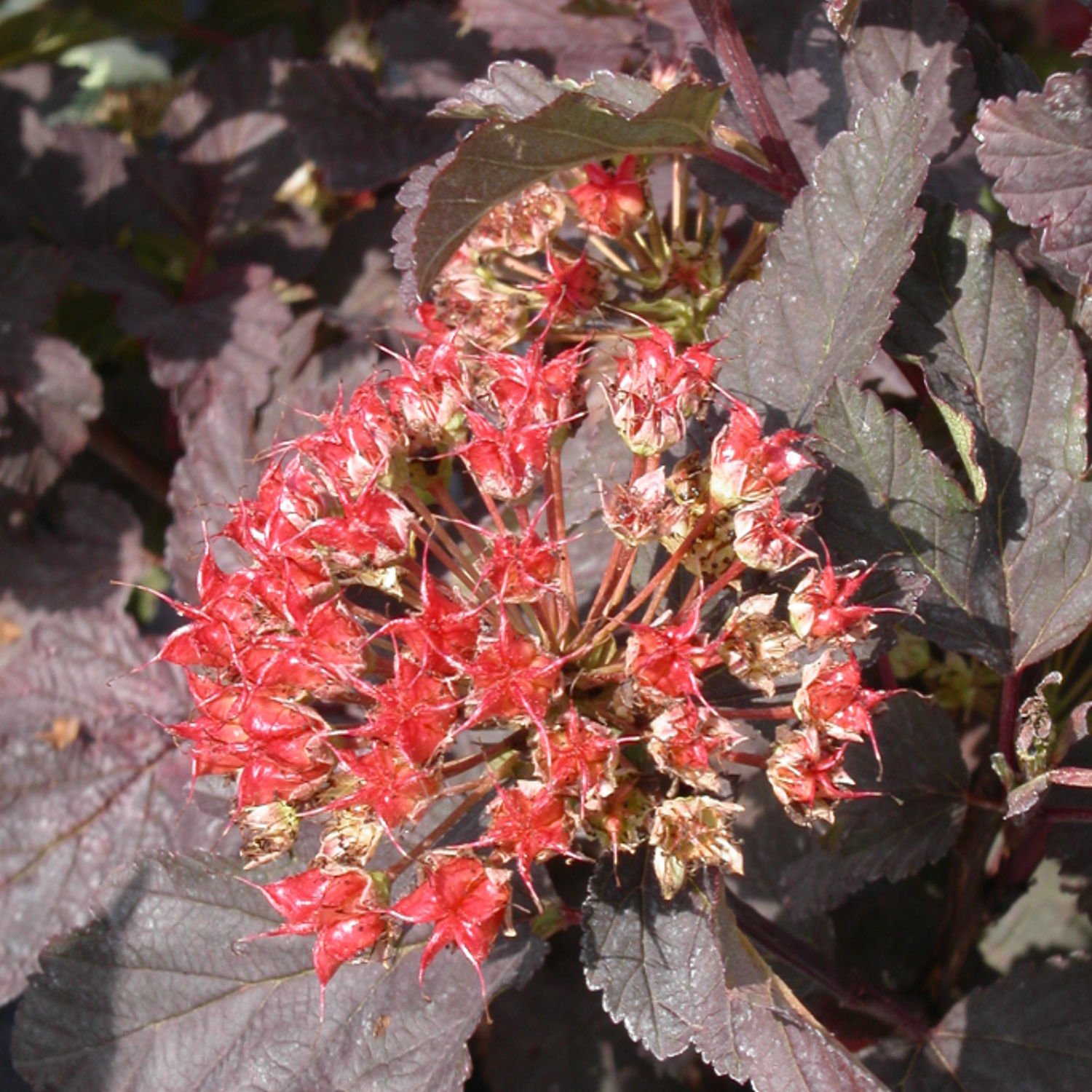Physocarpe à feuilles d'obier opulifolius red baron - pot de 3l - 40/60 cm