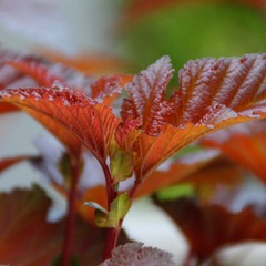 Physocarpe à feuilles d'obier lady in red® 'tuilad' - pot de 3l - 40/60 cm