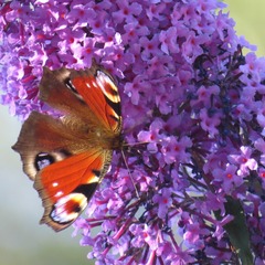 Arbre aux papillons x lilac chip 'valbud3' - pot de 5l - 40/60 cm