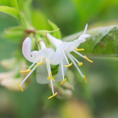 Chèvrefeuille fragrantissima - godet - 5/20 cm