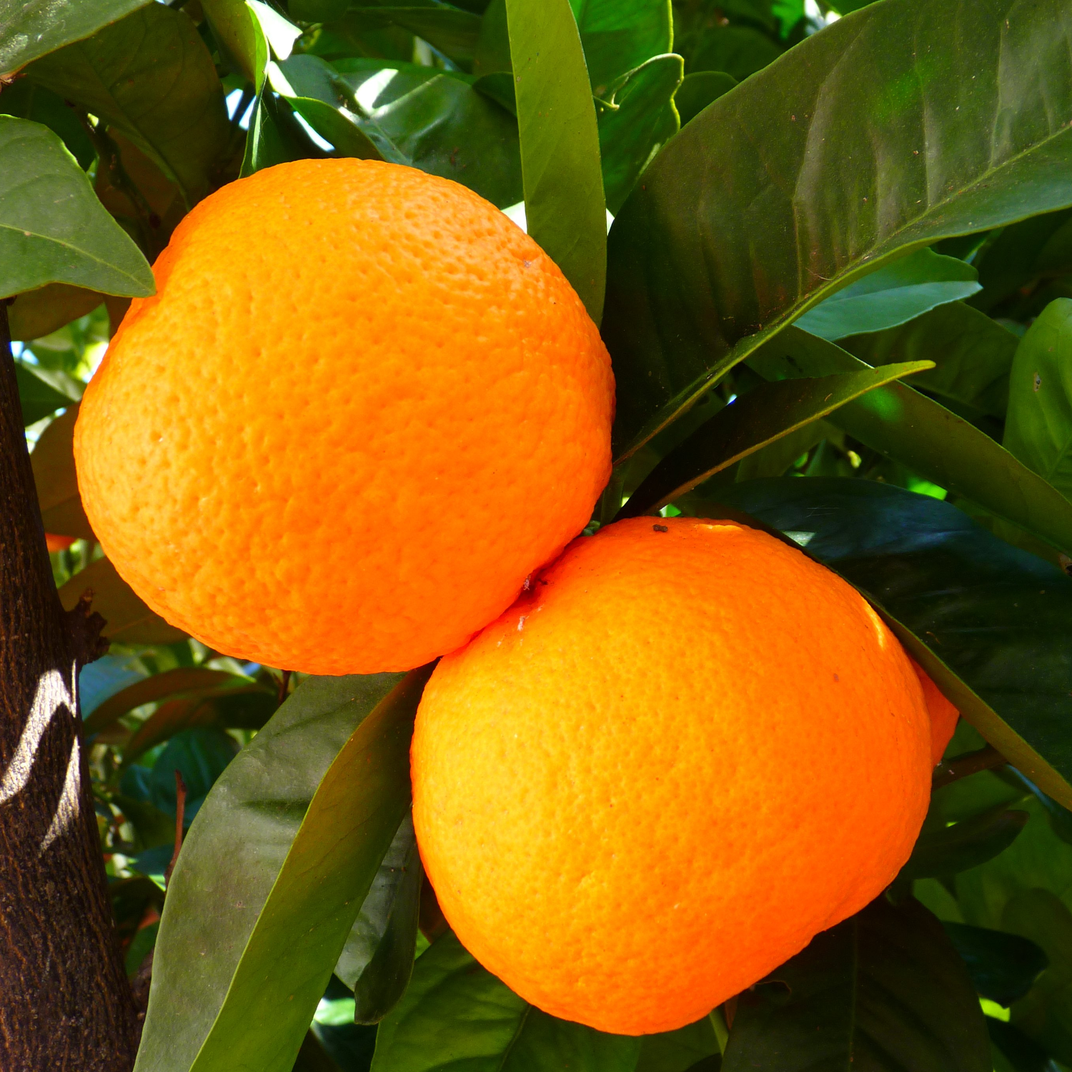 Oranger sinensis