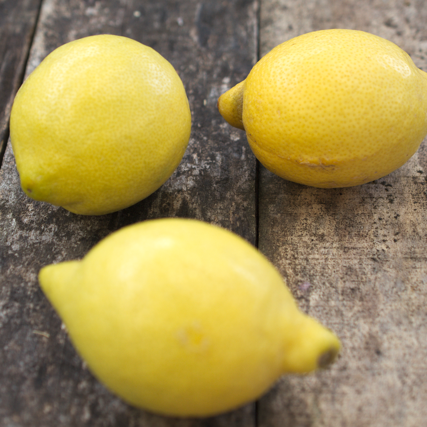 Citronnier limon la valette - pot de 18 l - 1/4 tige