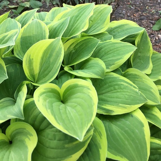 Hosta 'the king' pot de 1,5l/2l