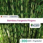 300 x  bambou fargesia pingwu en pot de 2 l