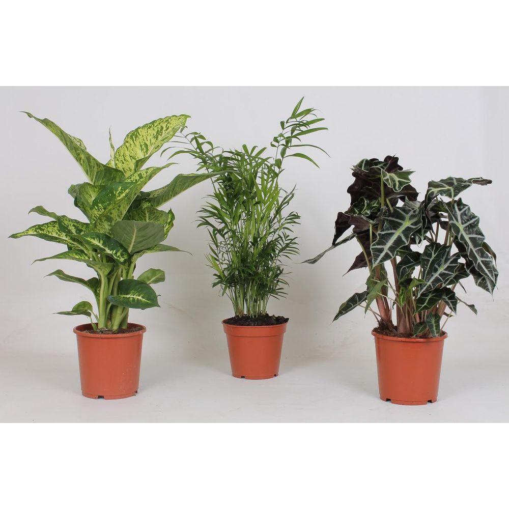 Mélange de plantes d'intérieur - 3 pièces - ø17cm - ↕45-55cm - plantes d'intérieur