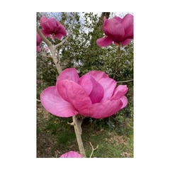 Magnolia 'genie' - pot de 3 litres