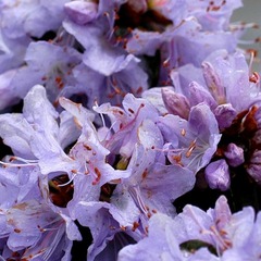 Rhododendron 'impeditum select' - pot de 4 litres
