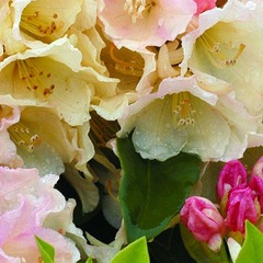 Rhododendron 'golden torch' - pot de 4 litres