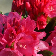 Rhododendron 'sneezy' - pot de 4 litres