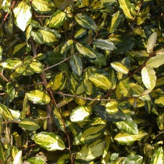 Elaeagnus piquant pungens maculata - pot de 3l - 40/60 cm